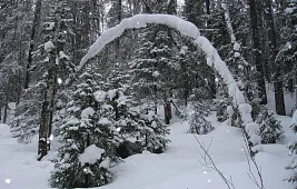 Как замаскировать фотоловушку