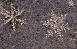 Снежинка под микроскопом