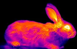 Тепловизоры для охоты: на что обращать внимание при покупке?