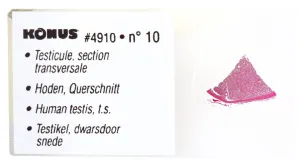 Набор микропрепаратов Konus 10: «Человеческое тело. Норма», изображение 7