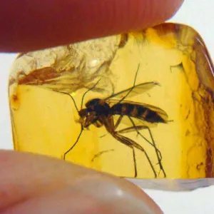 Набор для опытов ND Play «Янтарь с инклюзами» 6+, изображение 4