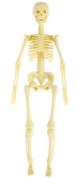 Исследовательский набор-конструктор ND Play «Строение тела» 6+, изображение 3