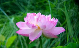 Фототелескоп Levenhuk Kelvin MAK80 AZ, изображение 7