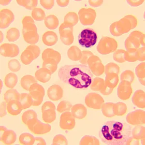 Микроскоп биологический MAGUS Bio 250T, изображение 23