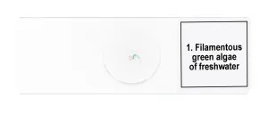 Набор микропрепаратов Levenhuk Discovery Prof DPS 5. «Биология», изображение 7