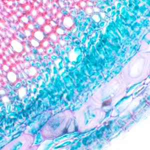 Микроскоп биологический цифровой MAGUS Bio D230T, изображение 24